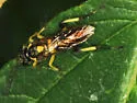 Macrophya alba - photo 3