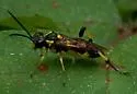 Macrophya alba - photo 4