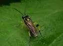 Macrophya alba - photo 5