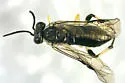 Macrophya amediata