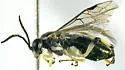 Macrophya amediata - photo 2