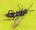Macrophya cassandra - photo 2