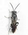 Macrophya cassandra - photo 3