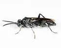 Macrophya cassandra - photo 4