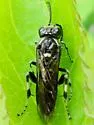 Macrophya epinota