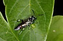Macrophya epinota - photo 2