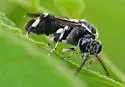 Macrophya epinota - photo 3