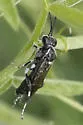 Macrophya epinota - photo 4