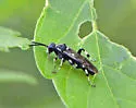 Macrophya epinota - photo 5