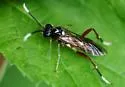 Macrophya festana
