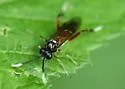 Macrophya festana - photo 2