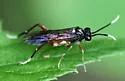 Macrophya festana - photo 3