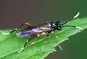 Macrophya festana - photo 4