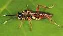 Macrophya festana - photo 5