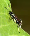 Macrophya flavicoxae