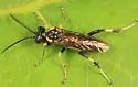 Macrophya flavicoxae - photo 2