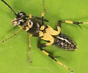 Macrophya flavicoxae - photo 3