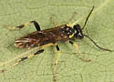 Macrophya flavicoxae - photo 4