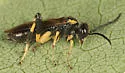 Macrophya flavicoxae - photo 5