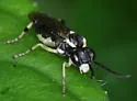 Macrophya flavolineata