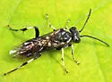 Macrophya flavolineata - photo 2