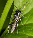 Macrophya flavolineata - photo 3