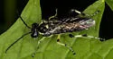 Macrophya flavolineata - photo 4