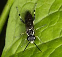 Macrophya flavolineata - photo 5
