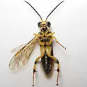 Macrophya formosa