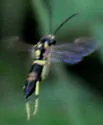 Macrophya formosa - photo 2