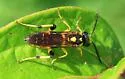 Macrophya formosa - photo 3