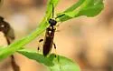 Macrophya formosa - photo 4