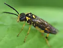 Macrophya formosa - photo 5