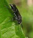 Macrophya fuliginea - photo 2
