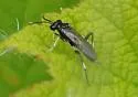 Macrophya fumator