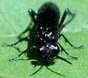 Macrophya fumator - photo 2