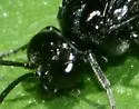 Macrophya fumator - photo 3
