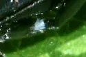 Macrophya fumator - photo 4