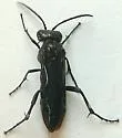 Macrophya fumator - photo 5