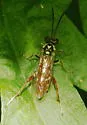 Macrophya goniphora - photo 2