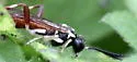 Macrophya goniphora - photo 3
