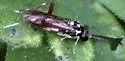 Macrophya goniphora - photo 4