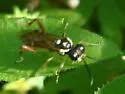 Macrophya goniphora - photo 5