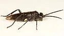 Macrophya macgillivrayi - photo 2