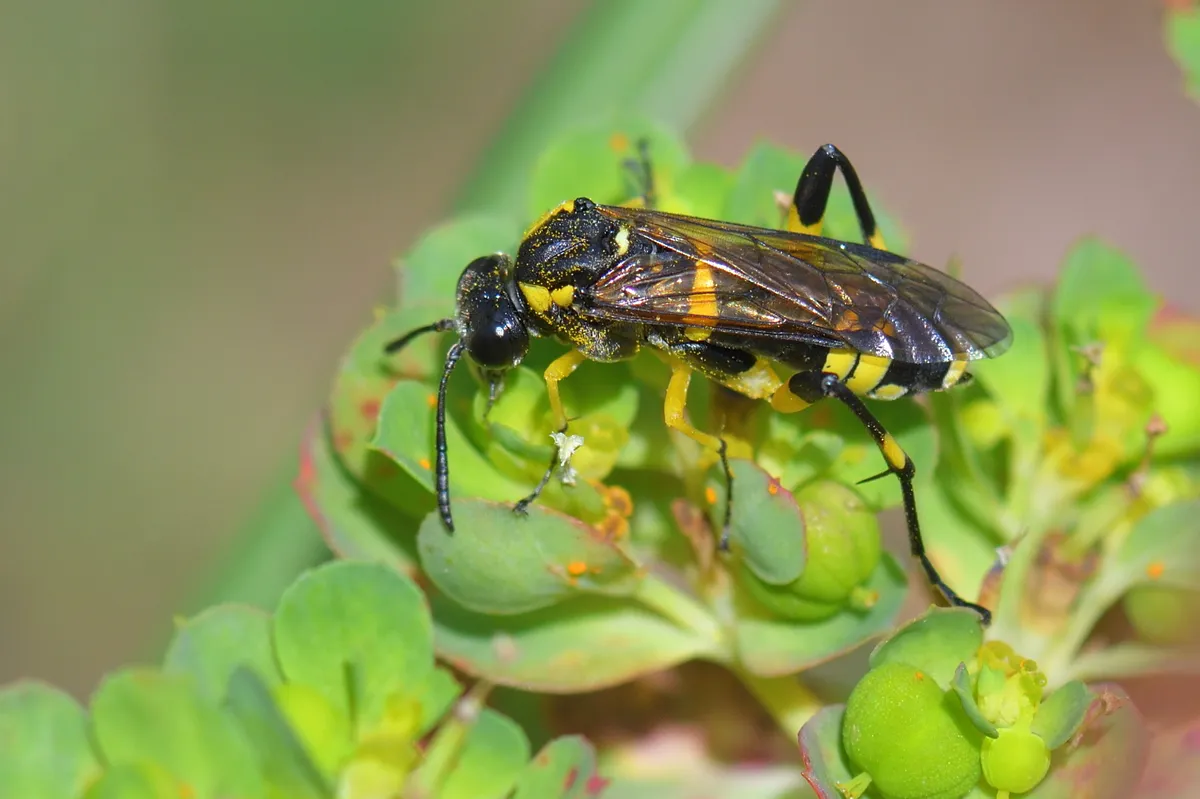Yellow-spotted Macrophya - photo 3