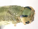Macrophya nigra - photo 4