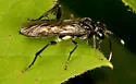 Macrophya nigra - photo 5