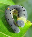 Macrophya nigristigma - photo 2
