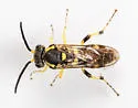 Macrophya nigristigma - photo 4