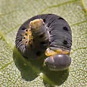 Macrophya nigristigma - photo 5